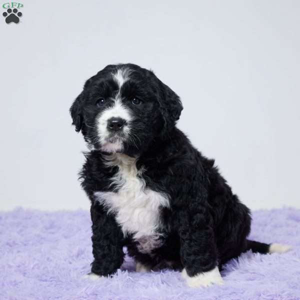 Lily, Bernedoodle Puppy
